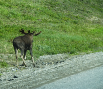 Moose scampered away
