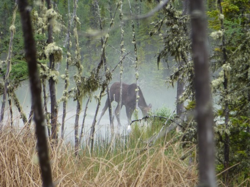 Moose at Liard Hot Springs