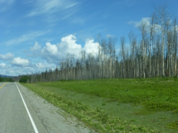Dead trees on the highway