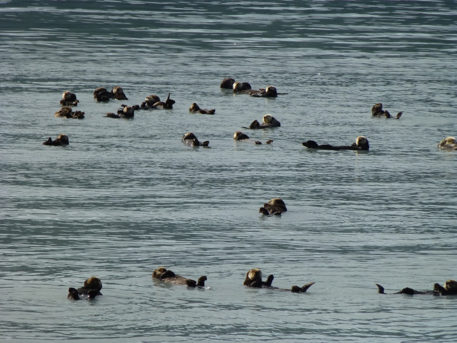 Otters in Alaska