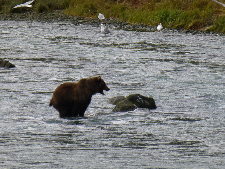 Grizzly Bear, Alaska