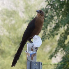 Female Great -tailed Grackle