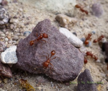 Desert Ants