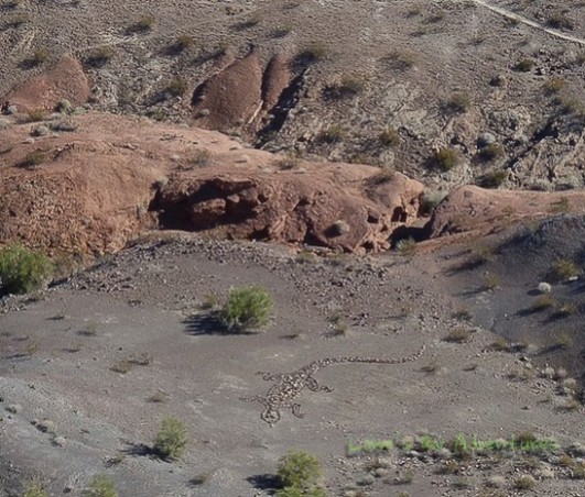 80 ft Lizard Geoglyph