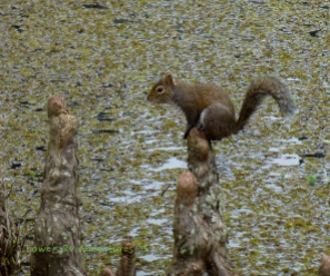 Squirrel pooing