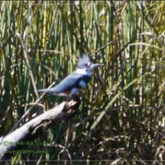 Belted KingFisher
