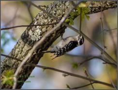 Wild Downy Woodpecker
