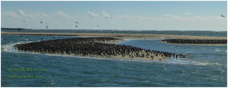 Migrating Birds, Ocracoke Island