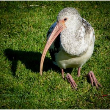 Young Ibis