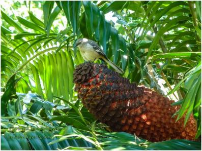 Cycad Cone (with cute fat birdie on top)