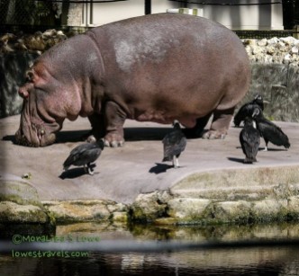 Lucifer, the African Hippo