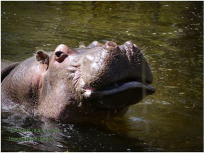 Lucifer, the African Hippo