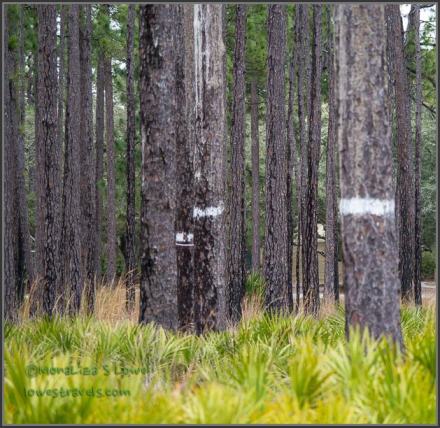 Banded pine trees at Ochlockonee River State Park