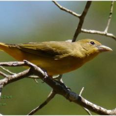 Female summer tanager