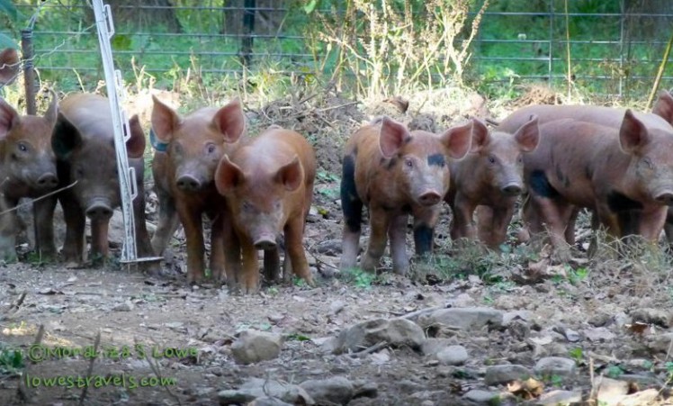 Pastured pigs at Mason Creek Farm