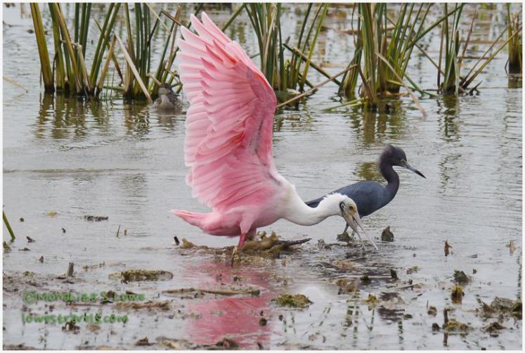 This male Roseate Spoonbill is getting along with the Tricolored Heron.