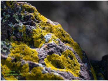 Lichens on rock, Lost Mine Trail