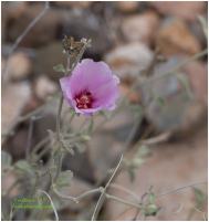 Paleface rose mallow