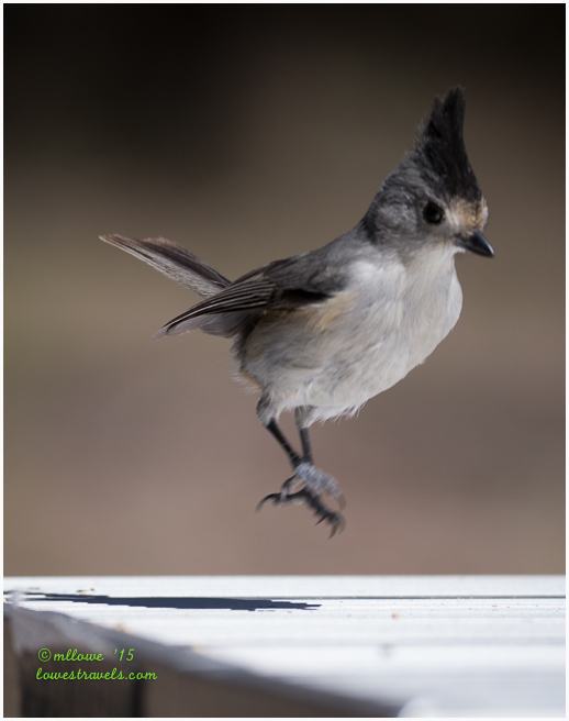 Black Crested Titmouse