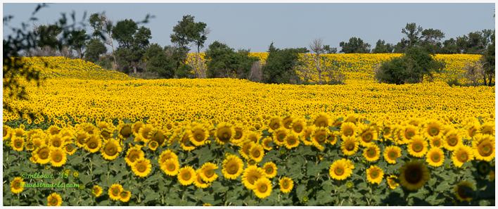 Sunflower Fields, North Dakota