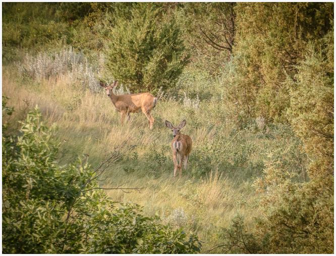 Deer at Theodore Roosevelt National Park