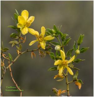 Creosote flower