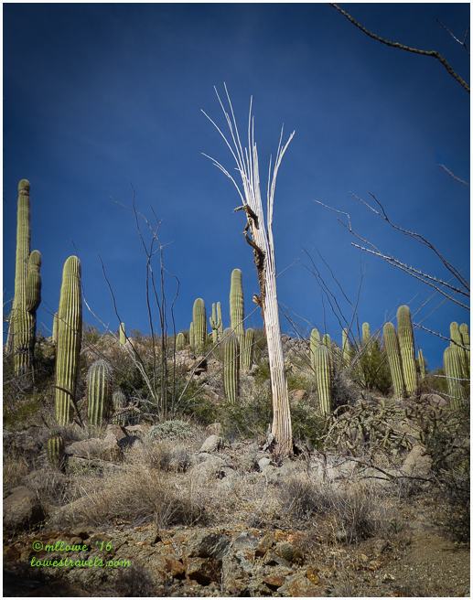 Skeletal Saguaro