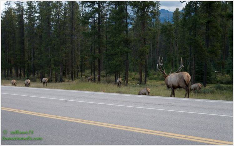 Bull Elk's harem, what a stud!
