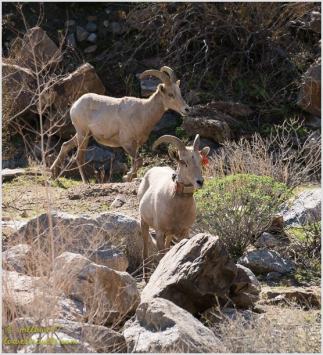 A couple of bighorn sheep