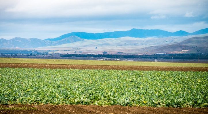 Salinas Valley "the Salad Bowl of the World" 