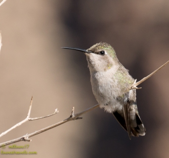 Hummingbird keeping a lookout