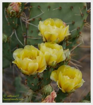 Paddle Prickly Pear