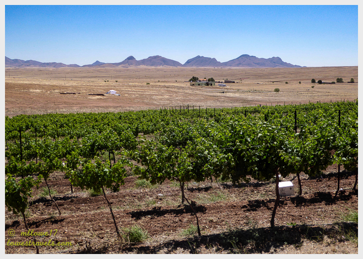 Arizona Hops and Vines vineyard