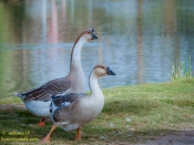 African Geese