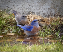 Bluebirds taking sips of water