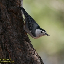 White- breasted Nuthatch