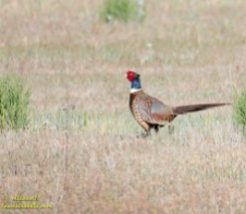 We spotted a few Ring-necked Pheasant