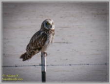 My first sighting of a Short-eared Owl