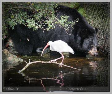 A bear and an Ibis ignore each other