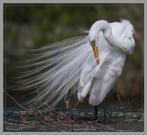 Its snowy-white plumage is a picture of striking beauty