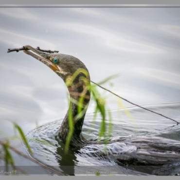 This Cormorant found his stick