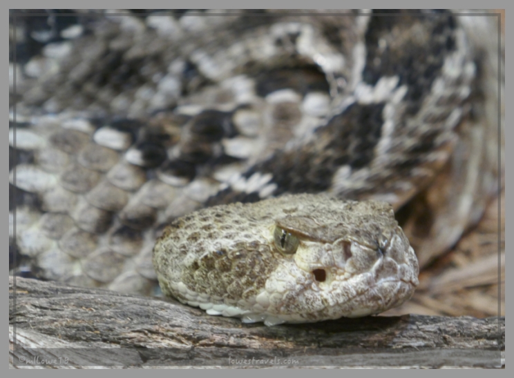 A mean looking Arizona Diamondback Rattlesnake