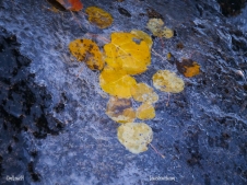 Aspen leaves in ice