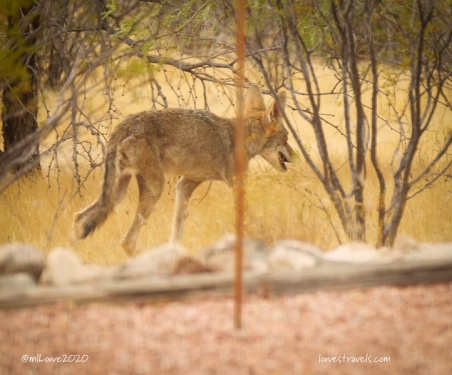 A coyote strolls through our yard